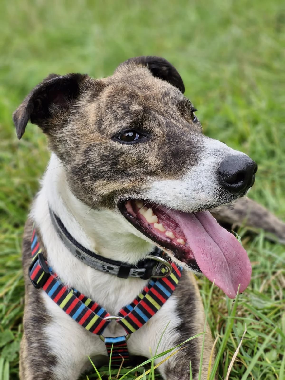 Victor, male Lurcher for adoption at PAWS Animal Rescue