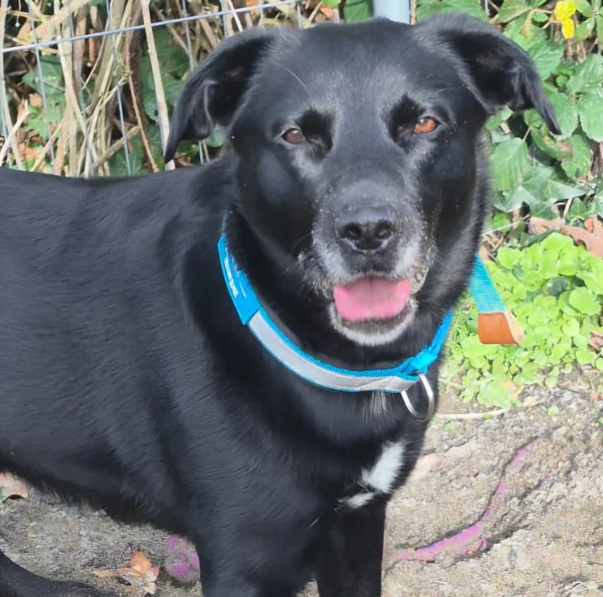 Max, male mixed breed for adoption at PAWS Animal Rescue