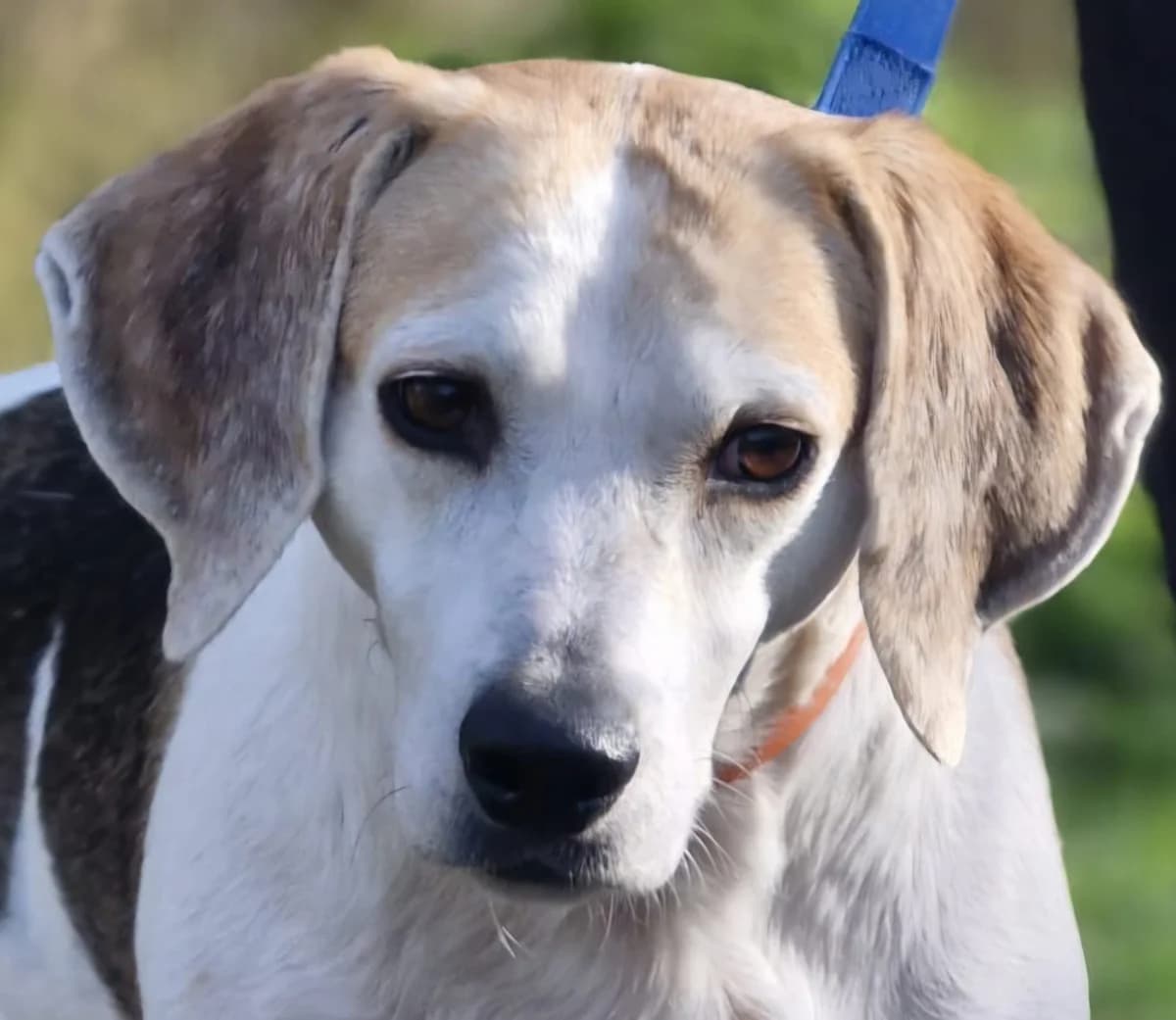 Mandy, female 5yo Beagle for adoption at PAWS Animal Rescue, Cork