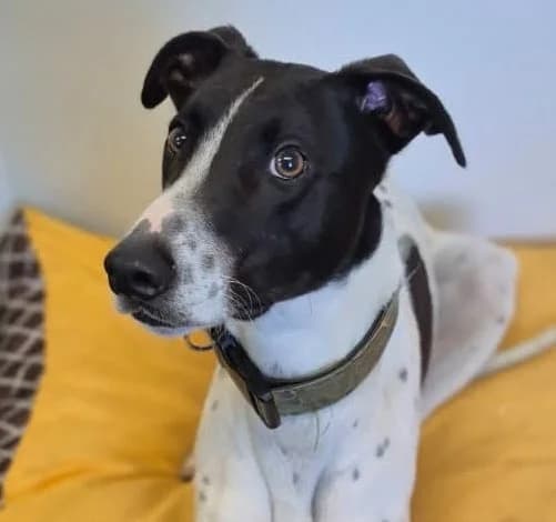 Huey- The dog that nobody wants, male mixed breed for adoption at PAWS Animal Rescue