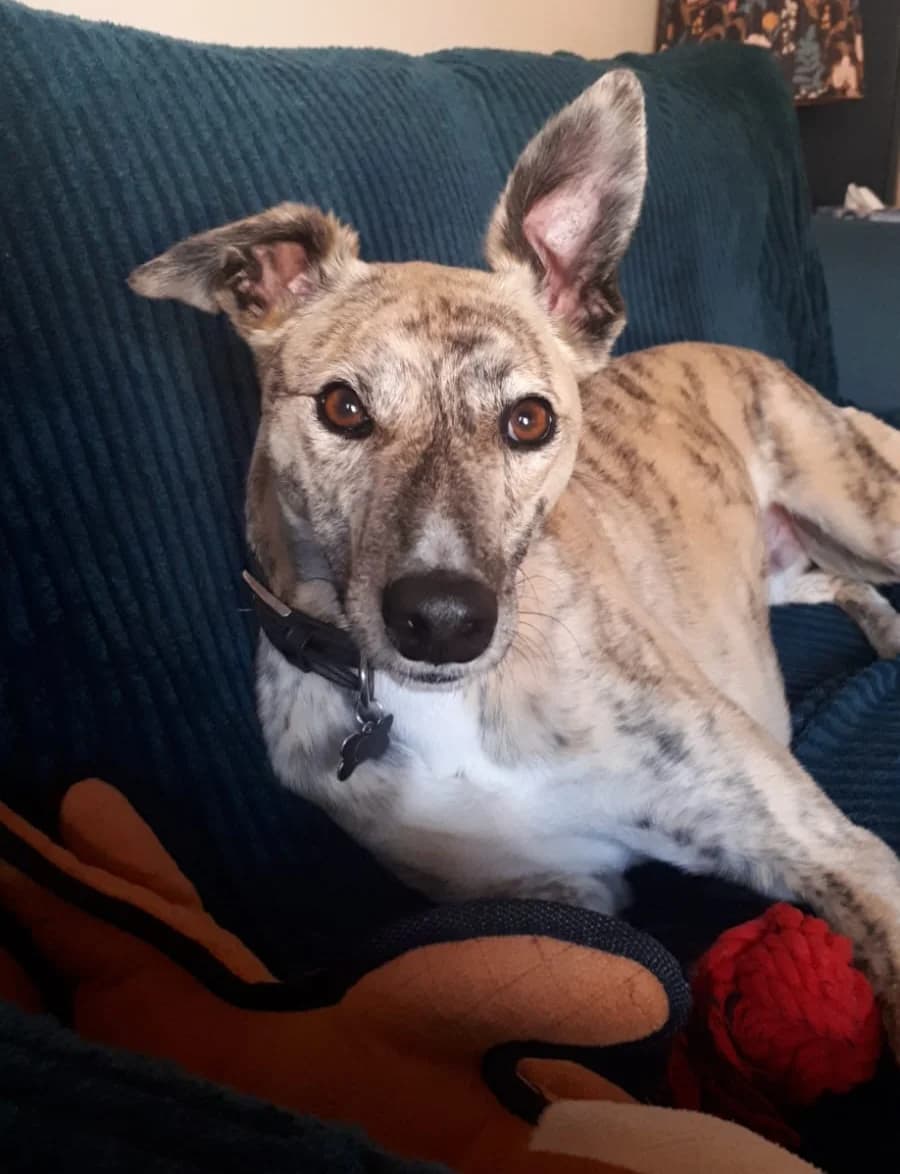 Cu, male Mixed Breed for adoption at PAWS Animal Rescue