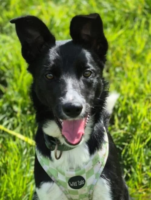 April,  Mixed Breed for adoption at PAWS Animal Rescue