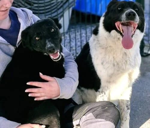 Bob & Rosie We are now rehoming Rosie & Bob separately, female 3yo mixed breed for adoption at PAWS Animal Rescue, Cork