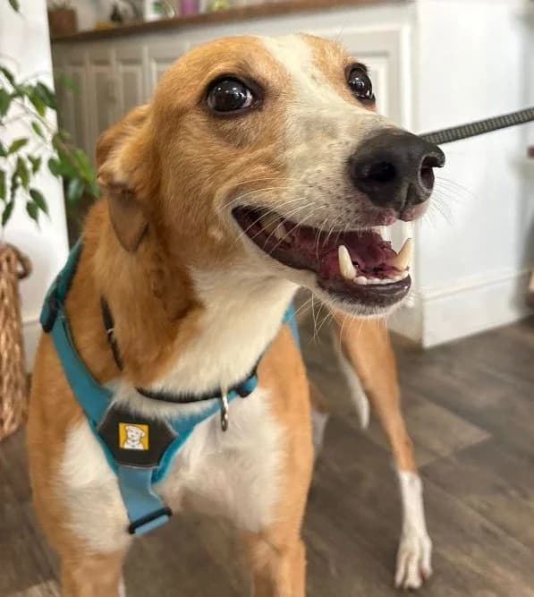 Big Hearted Basil, male mixed breed for adoption at PAWS Animal Rescue, Cork