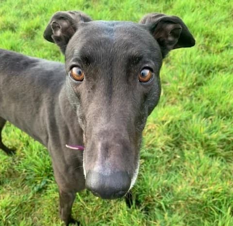 Harry-Retired Greyhound, male 4yo Mixed Breed for adoption at PAWS Animal Rescue, Cork