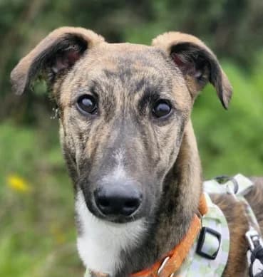 Ray, female puppy Mixed Breed for adoption at PAWS Animal Rescue, Cork