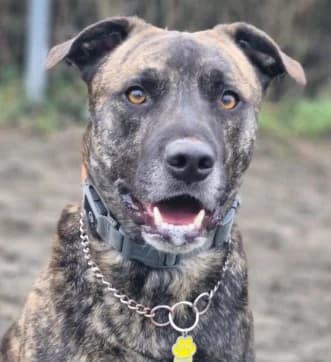 Cricket, male 3yo mixed breed for adoption at PAWS Animal Rescue, Cork
