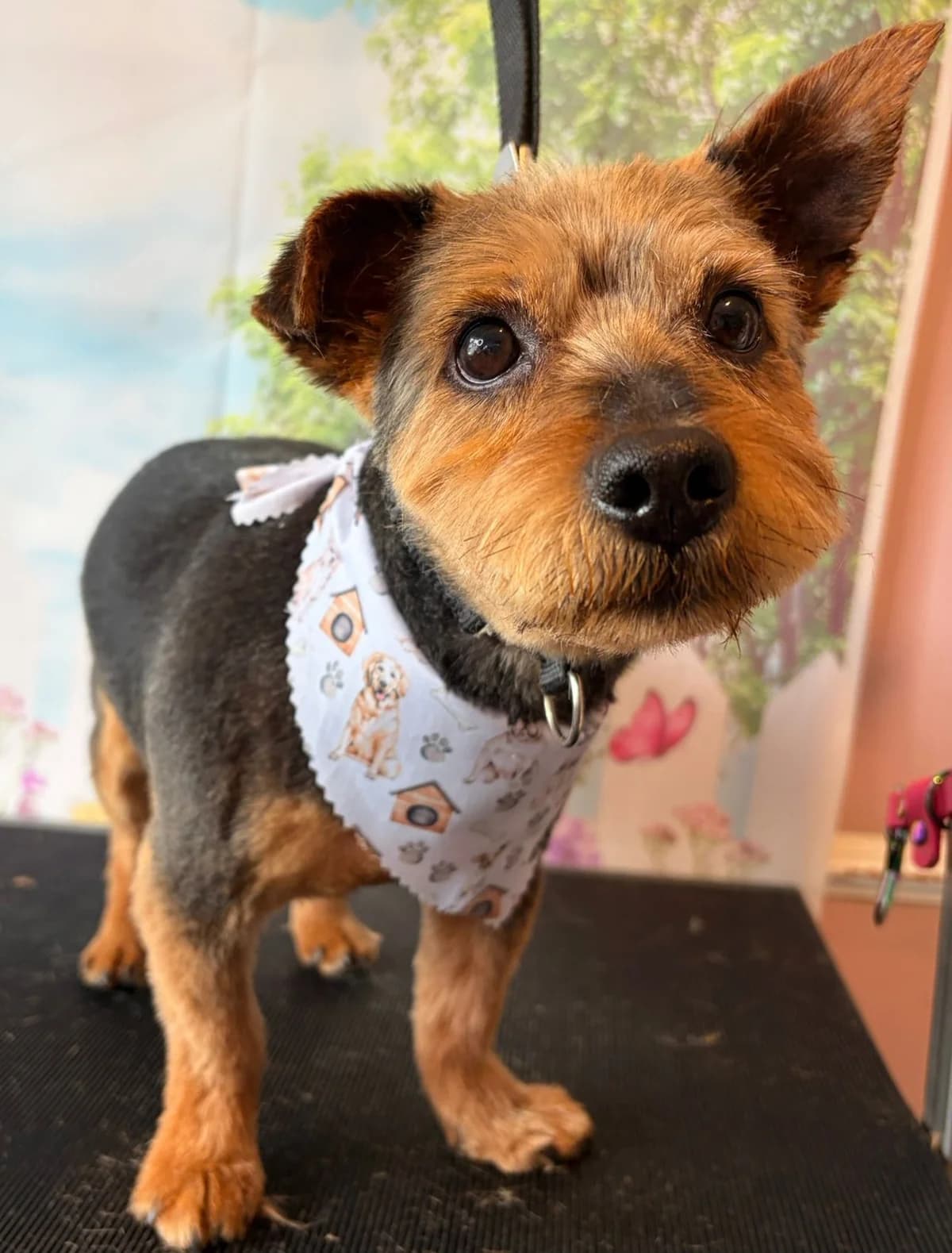 Mossie, male 6yo Mixed Breed for adoption at PAWS Animal Rescue, Cork