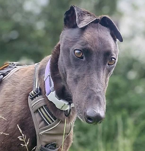 Ruby, female Mixed Breed for adoption at PAWS Animal Rescue, Cork