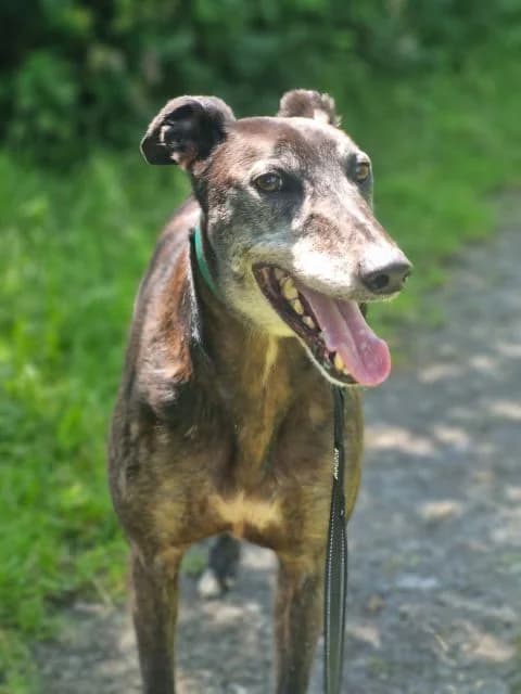 Tango, male Mixed Breed for adoption at PAWS Animal Rescue, Cork