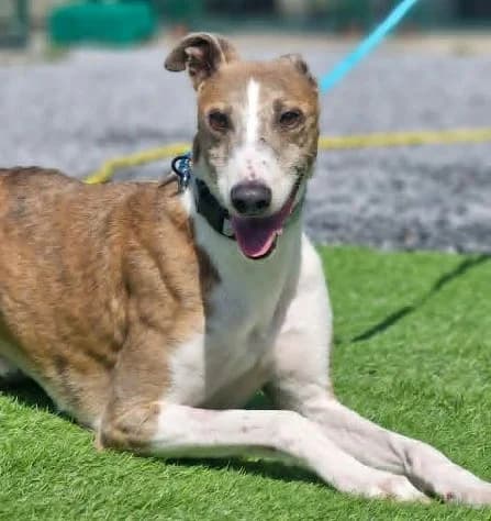 Brody, male mixed breed for adoption at PAWS Animal Rescue, Cork