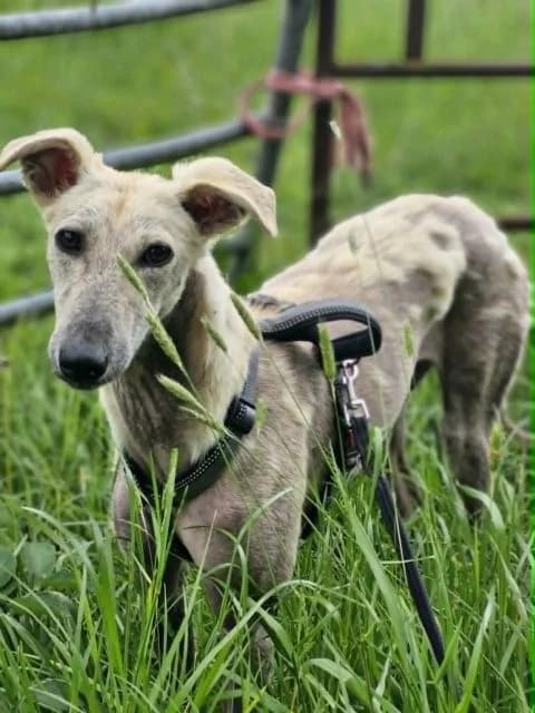 Zara, female puppy Mixed Breed for adoption at PAWS Animal Rescue, Cork