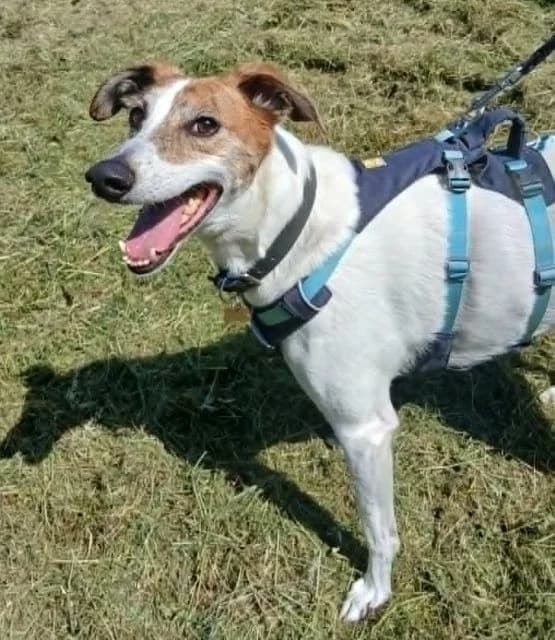 Ernie, male mixed breed for adoption at PAWS Animal Rescue, Cork