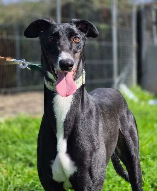 Charlie, male mixed breed for adoption at PAWS Animal Rescue, Cork