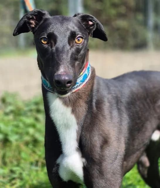Maze, male mixed breed for adoption at PAWS Animal Rescue, Cork