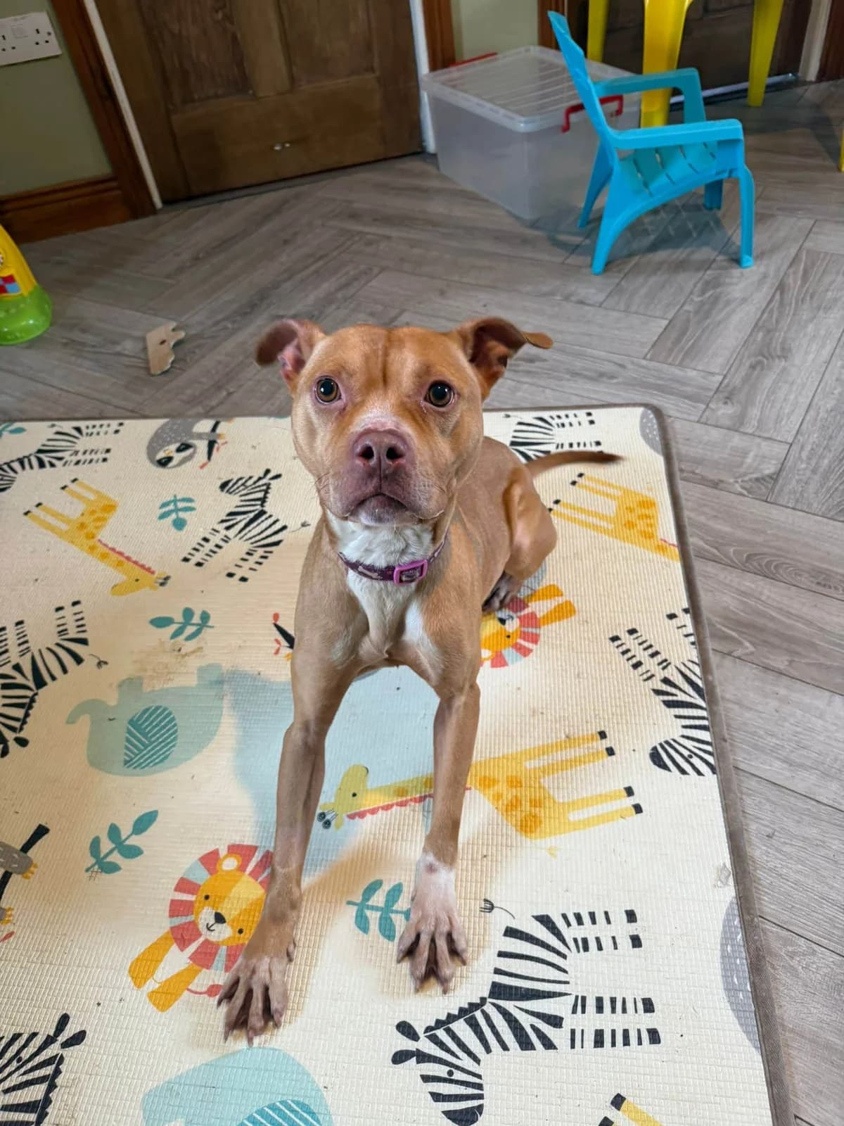 Rihanna, female Bull Terrier for adoption at Dublin
