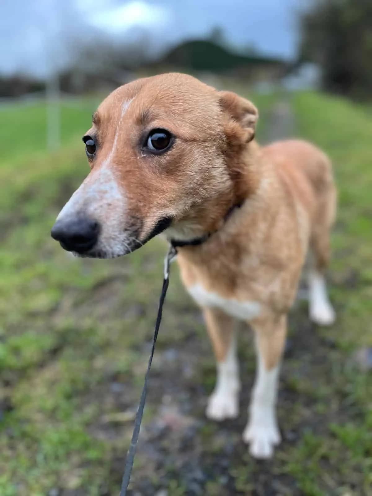 Linabell, male Lurcher for adoption at PetMatch Ireland