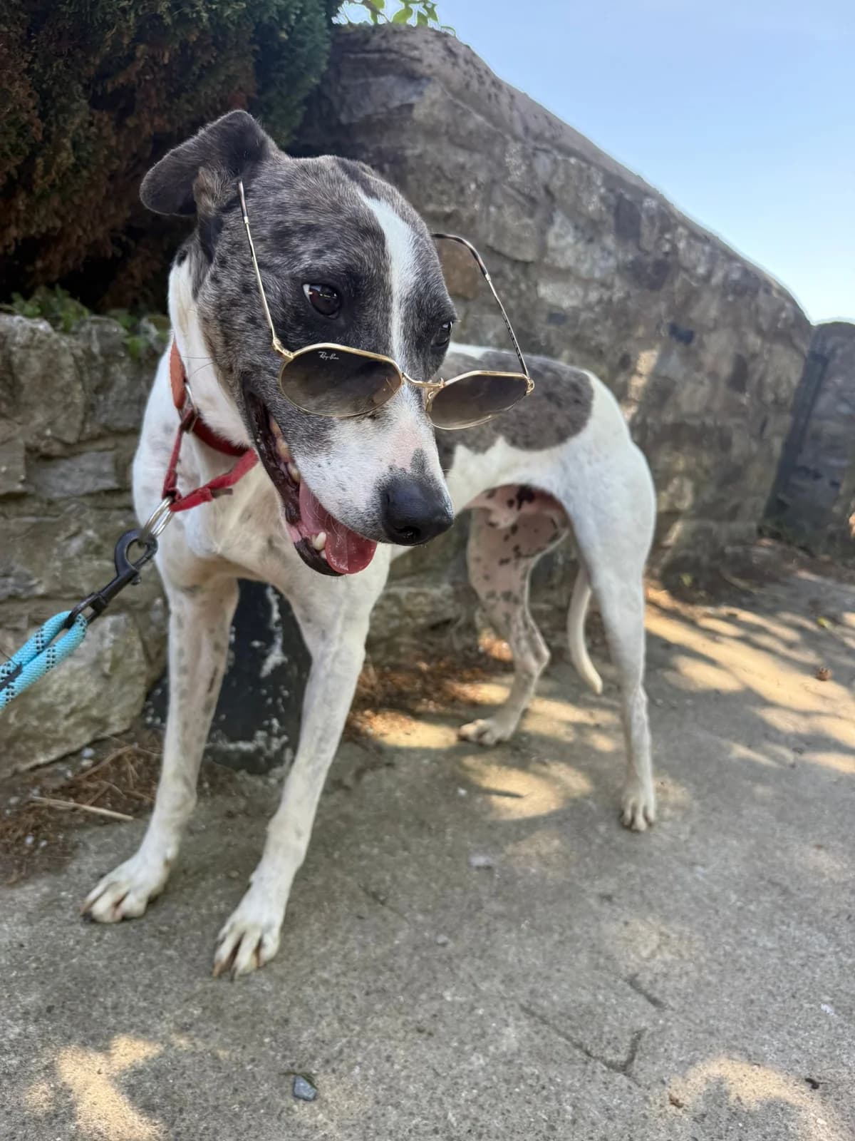 Levi, male Lurcher for adoption at PetMatch Ireland