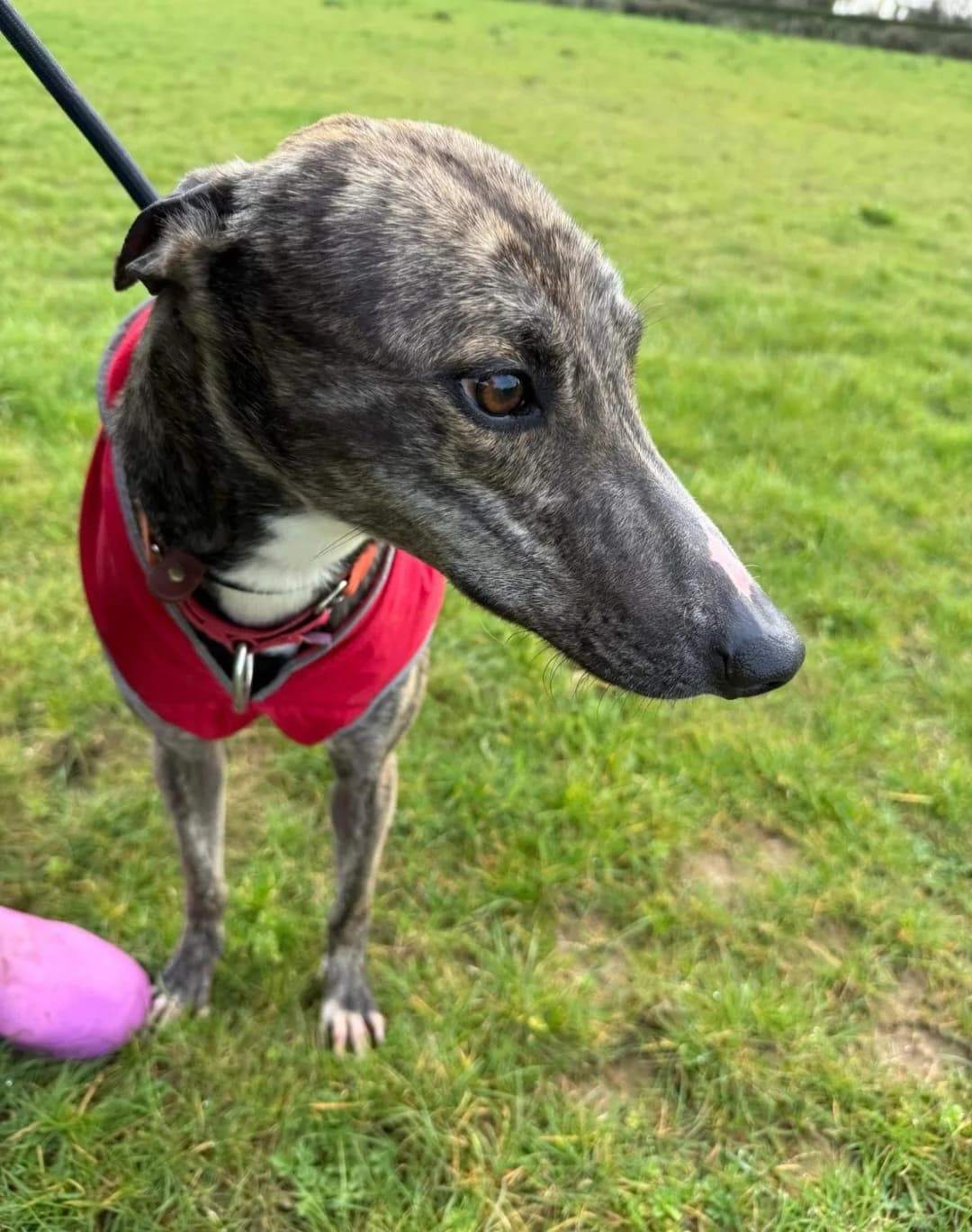 Ravi, male Lurcher for adoption at PetMatch Ireland