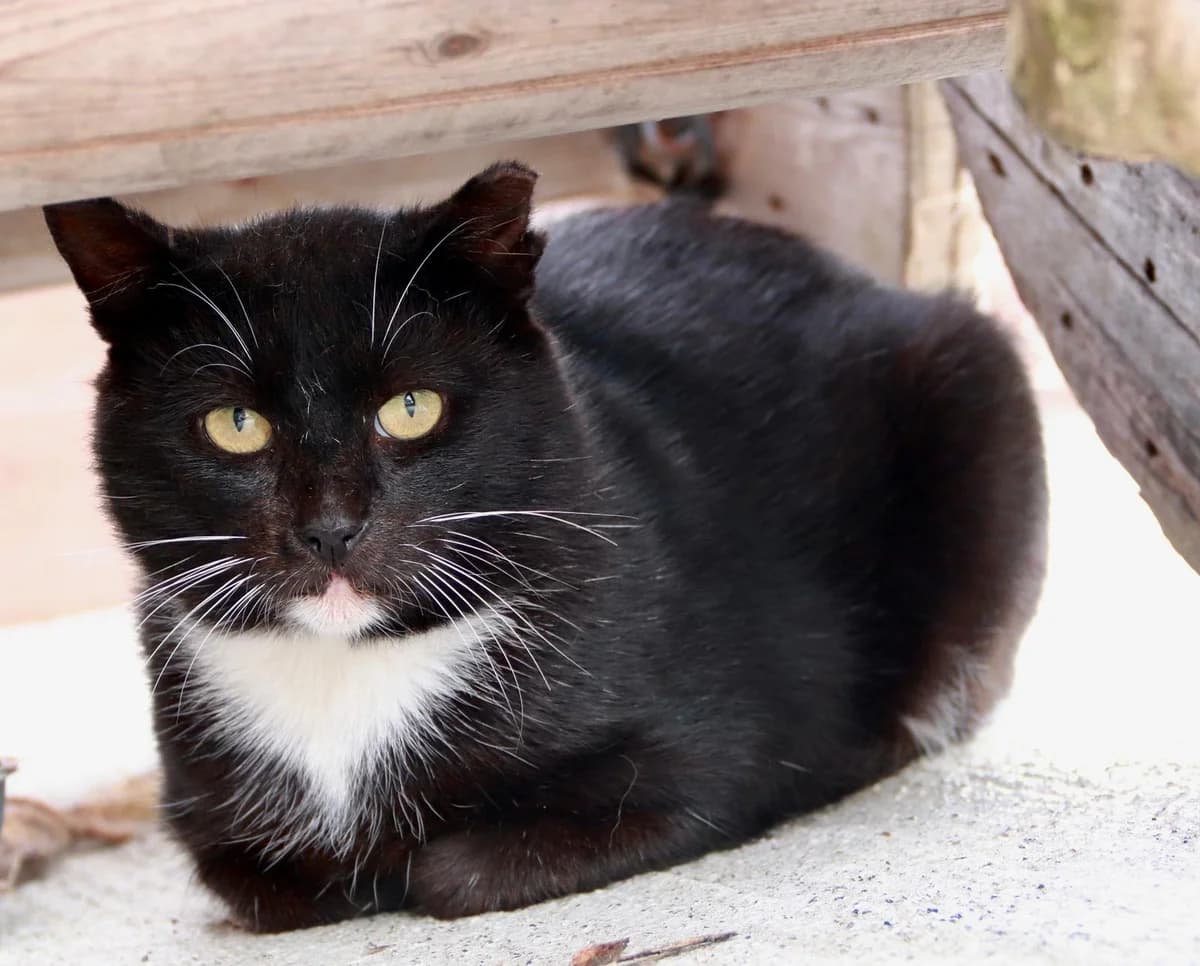 Patrick, male Mixed Breed for adoption at Dublin
