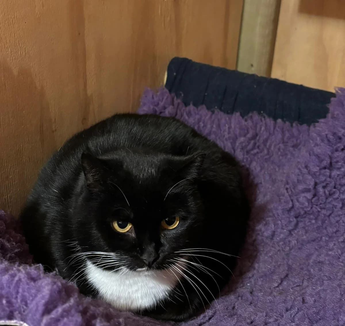 Peter and Doja, female Mixed Breed for adoption at Dublin