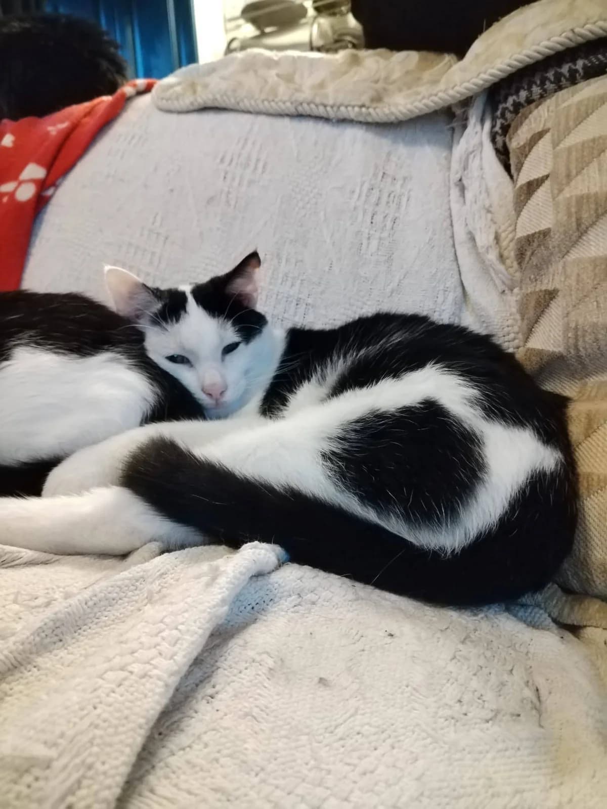 Bert, male Mixed Breed for adoption at Dublin