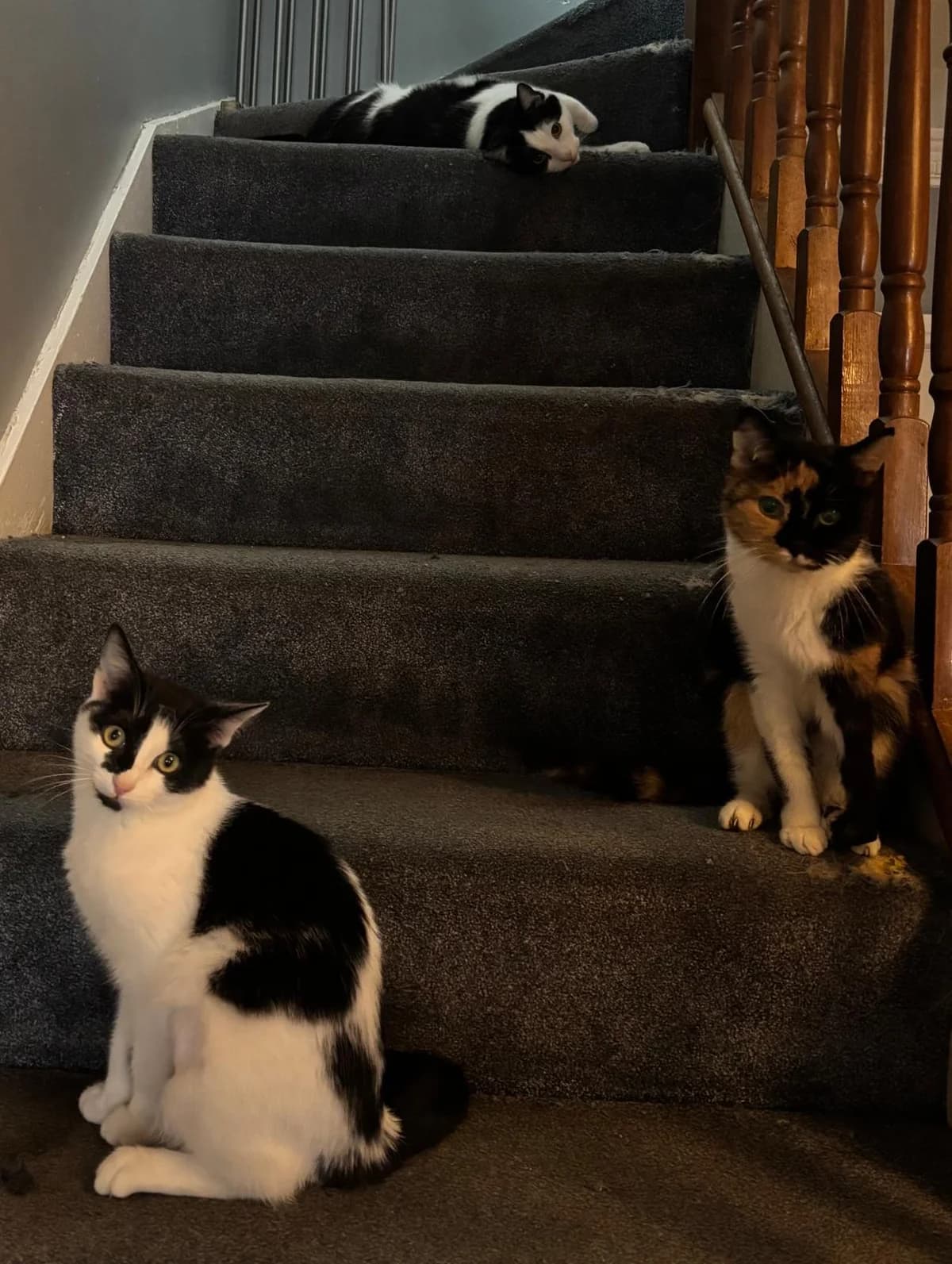 Edwina, female Mixed Breed for adoption at Dublin