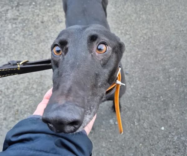 Blaze, male Greyhound for adoption at PetMatch Ireland