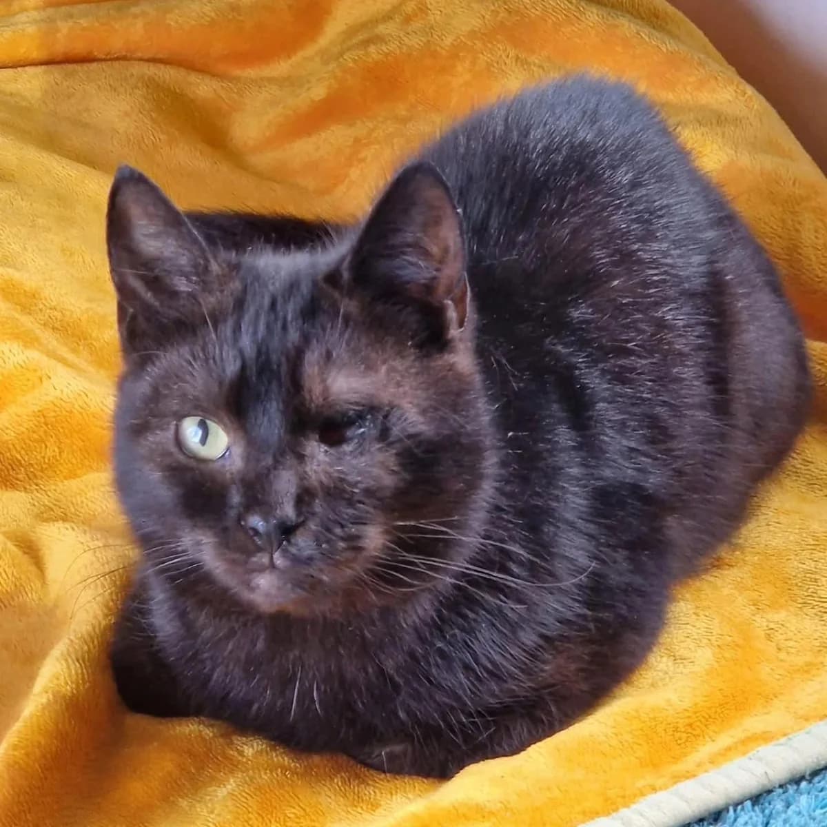 Venus and Serena, female Mixed Breed for adoption at Dublin