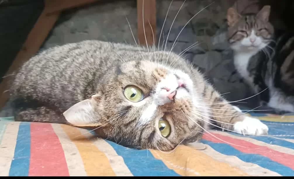 Derek, male Mixed Breed for adoption at Dublin