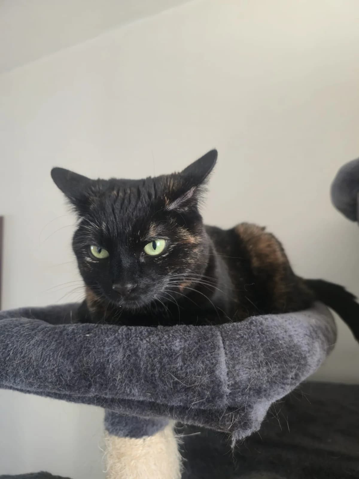 Echo, female Mixed Breed for adoption at Dublin