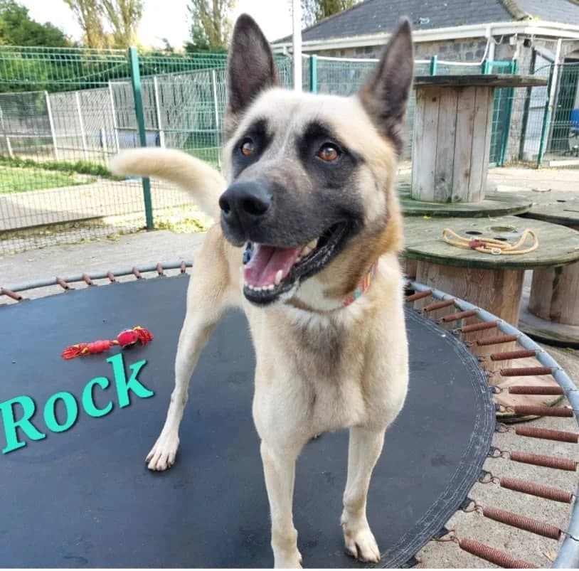 ROCK, male Akita for adoption at Dublin