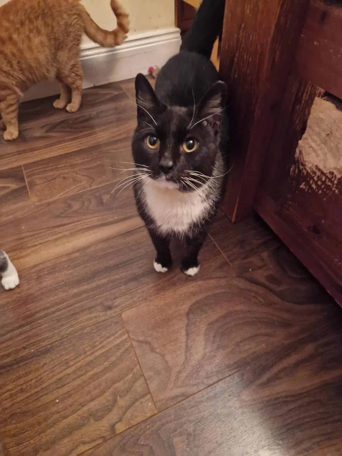 Gus, male Mixed Breed for adoption at Dublin