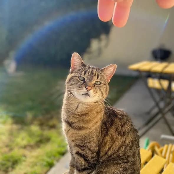 Kluska, female Mixed Breed for adoption at Dublin