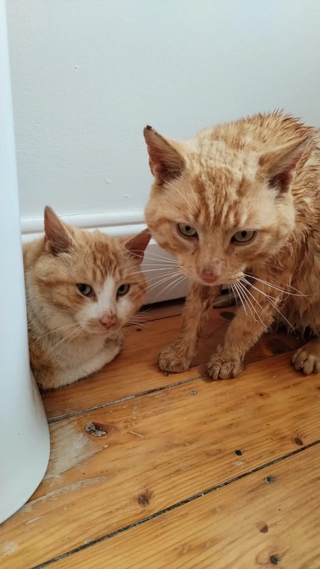 Fred and George, male Mixed Breed for adoption at Dublin