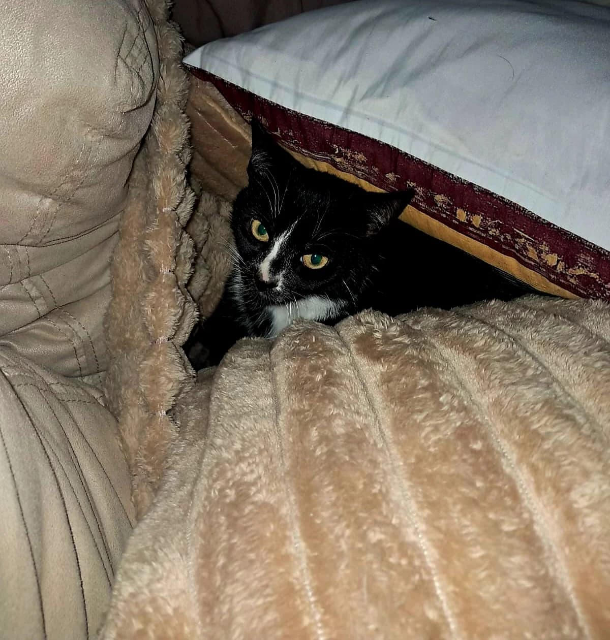 Jessie, female Mixed Breed for adoption at Dublin