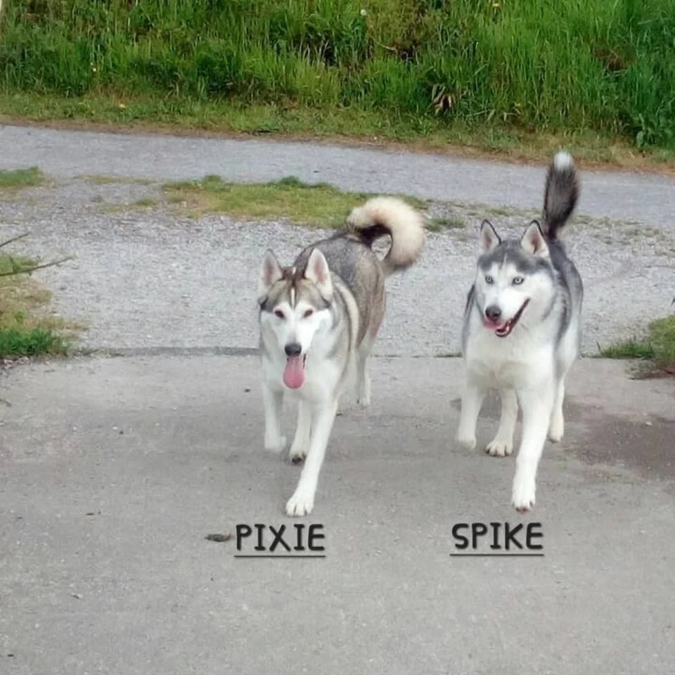 PIXIE & SPIKE, male senior Husky for adoption at PetMatch Ireland