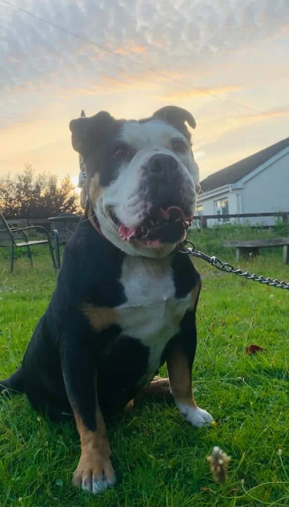 Bella, female English Bulldog for adoption at Dublin