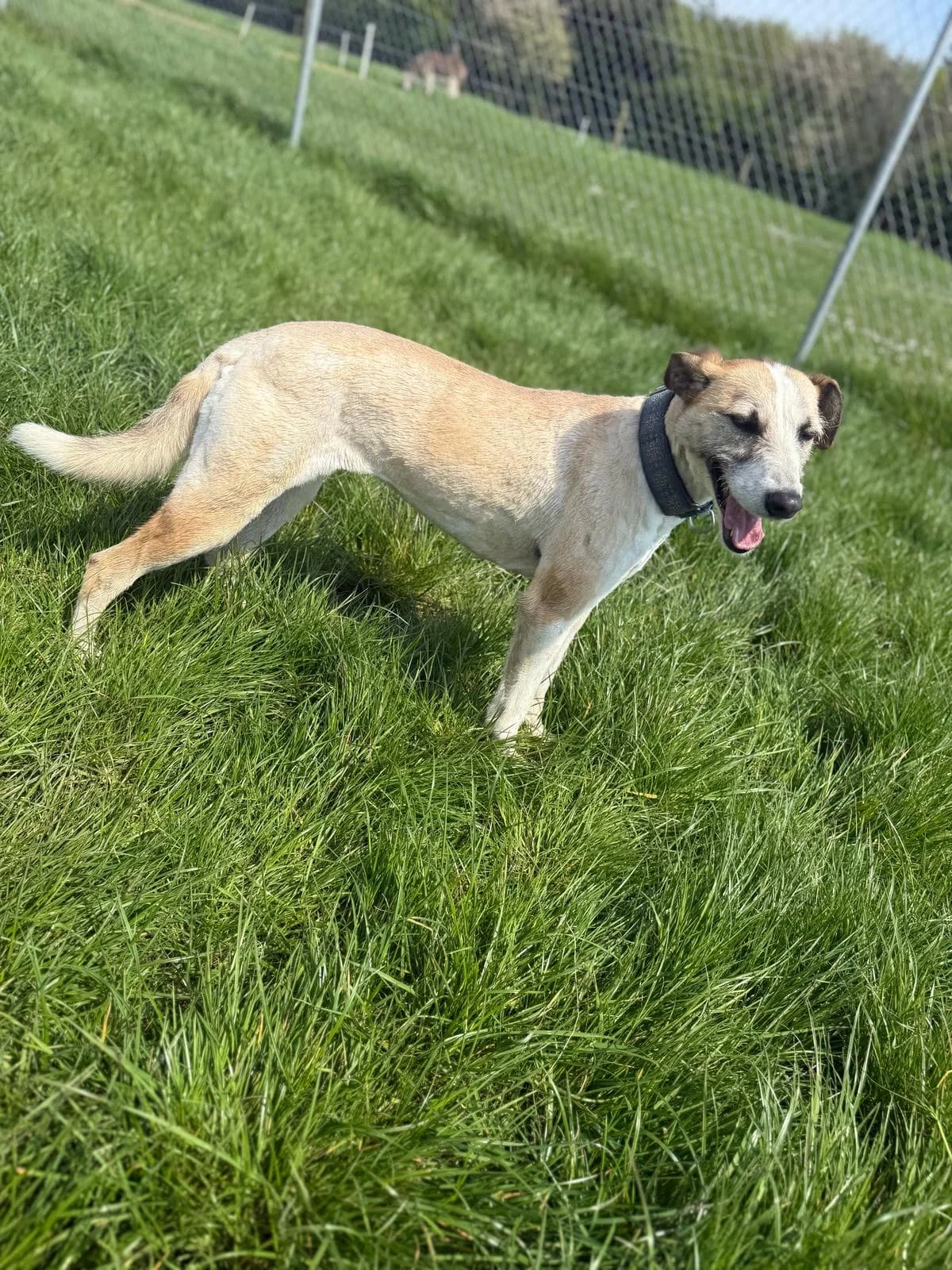 Eve, female Lurcher for adoption at Dublin