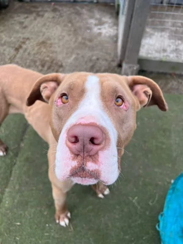 Nova, male American Bully for adoption at PetMatch Ireland
