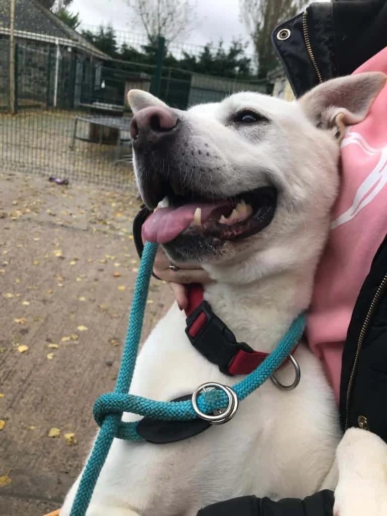 FIFI, male 6yo Akita for adoption at PetMatch Ireland