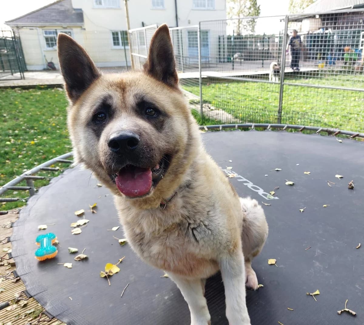 EVEREST, female Akita for adoption at Dublin