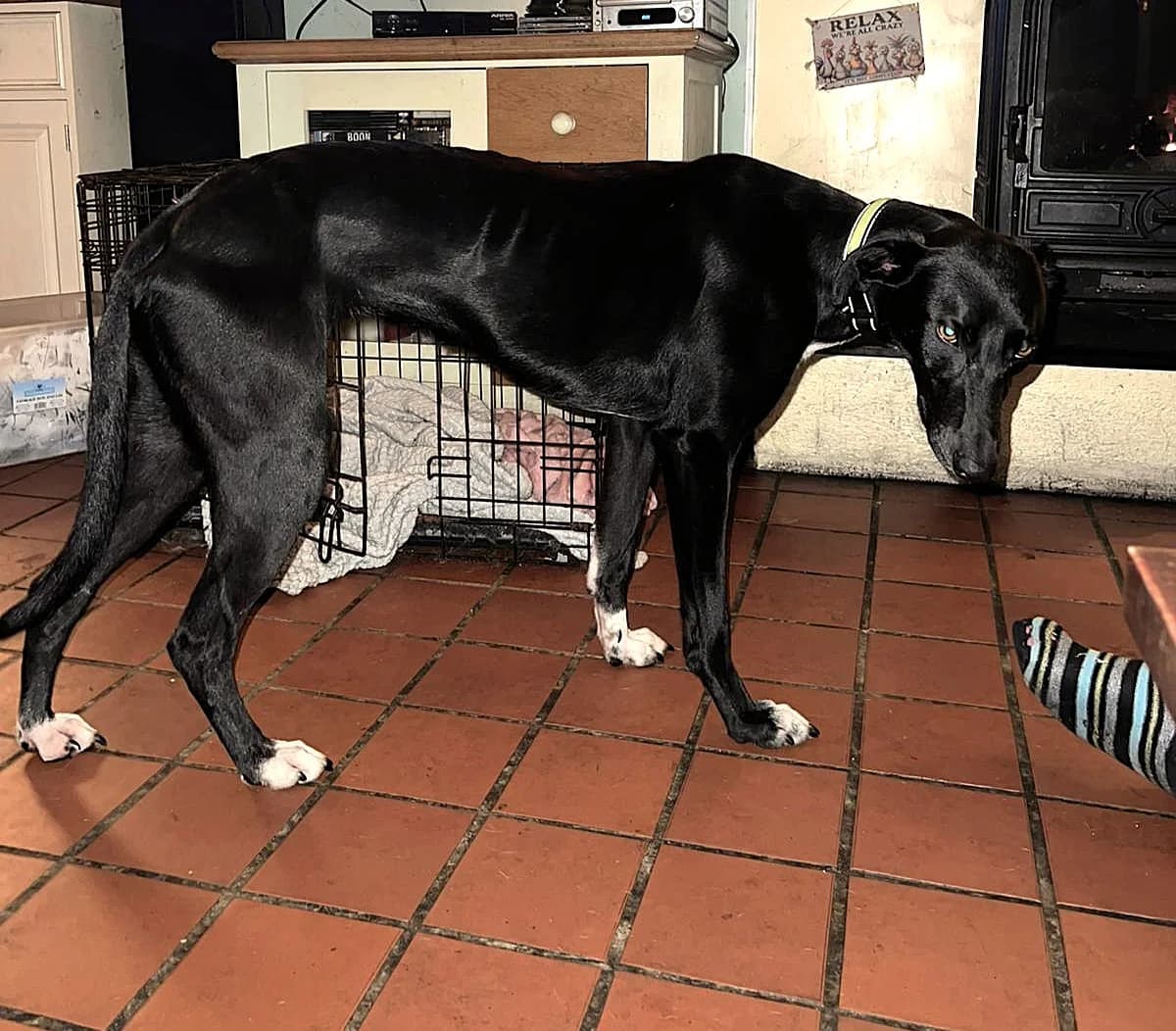 Gertie, male Lurcher for adoption at PetMatch Ireland