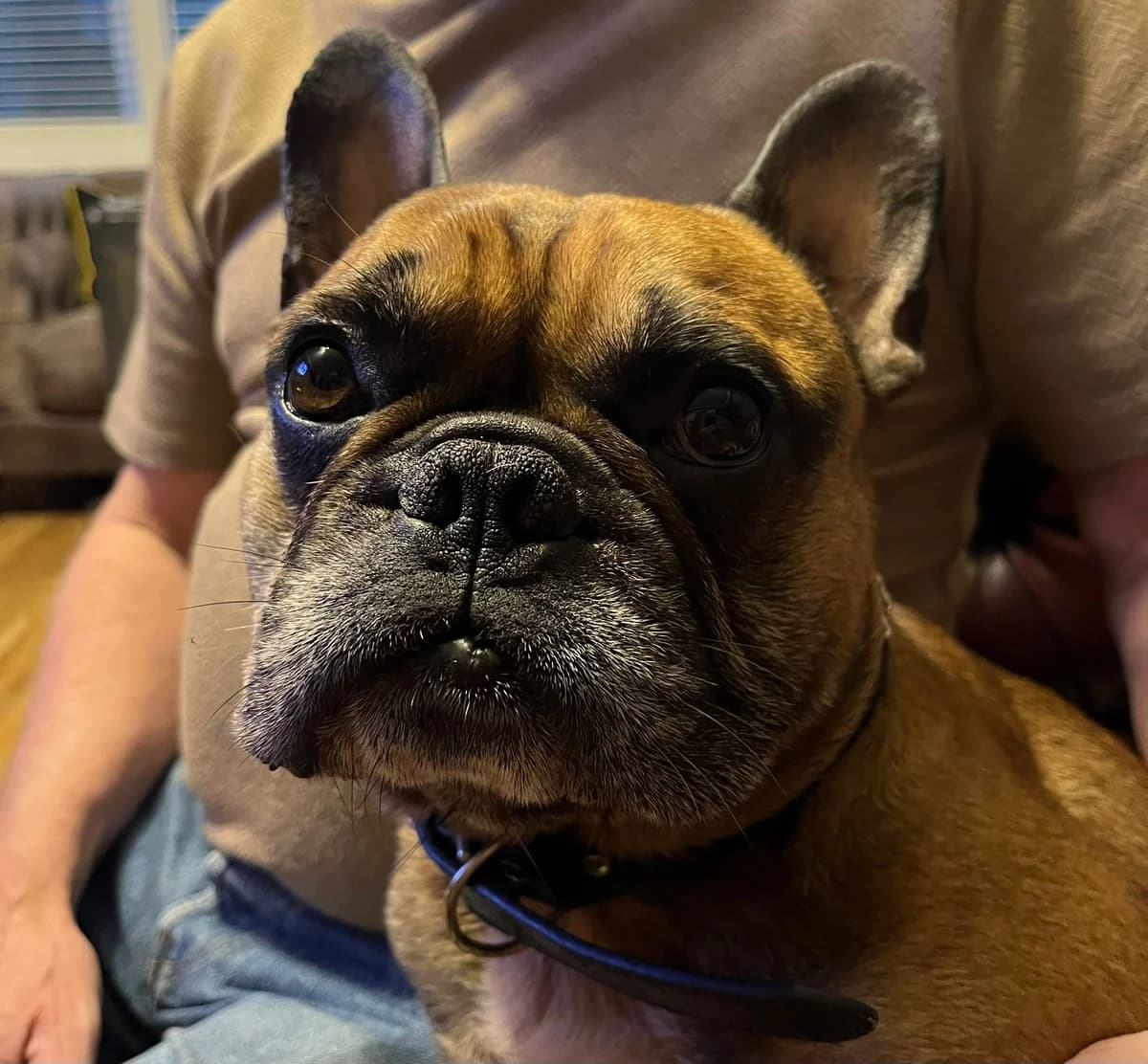 Kobi, male English Bulldog for adoption at PetMatch Ireland