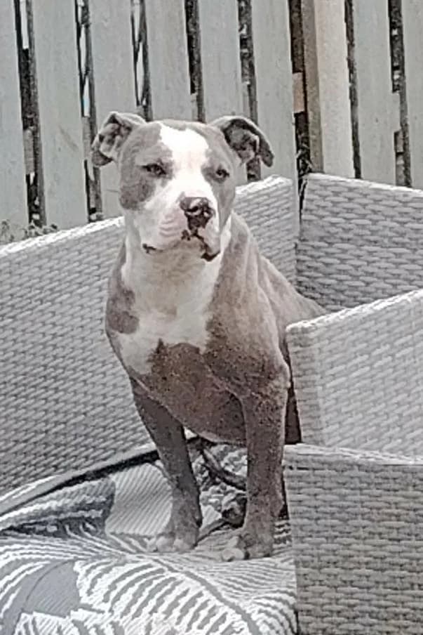 Stitch, male Pit Bull Terrier for adoption at PetMatch Ireland