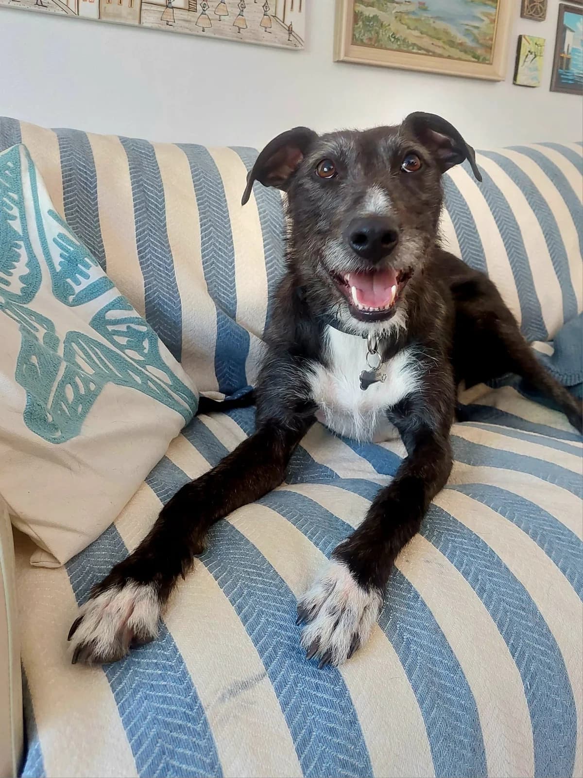 Willow, male Lurcher for adoption at PetMatch Ireland