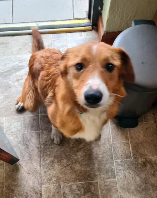 Kye, female Mixed Breed for adoption at Renvyle Cat and Dog Rescue, Galway