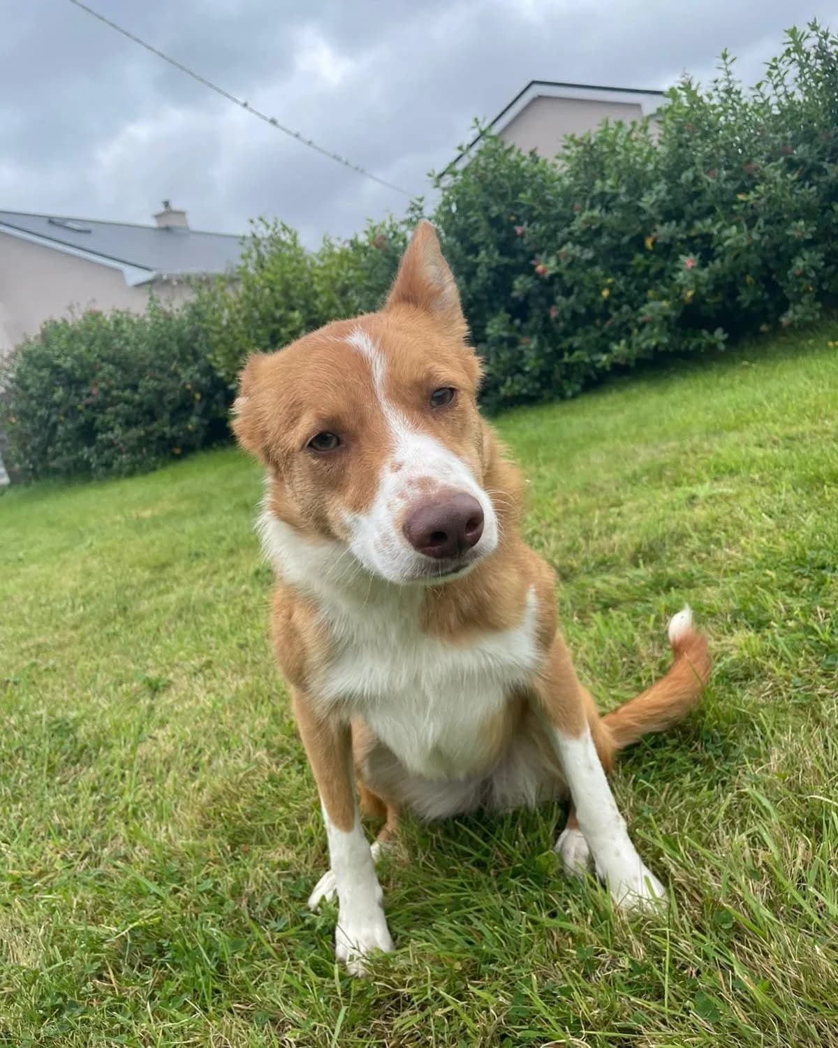 Meg, female young Mixed Breed for adoption at Renvyle Cat and Dog Rescue, Galway