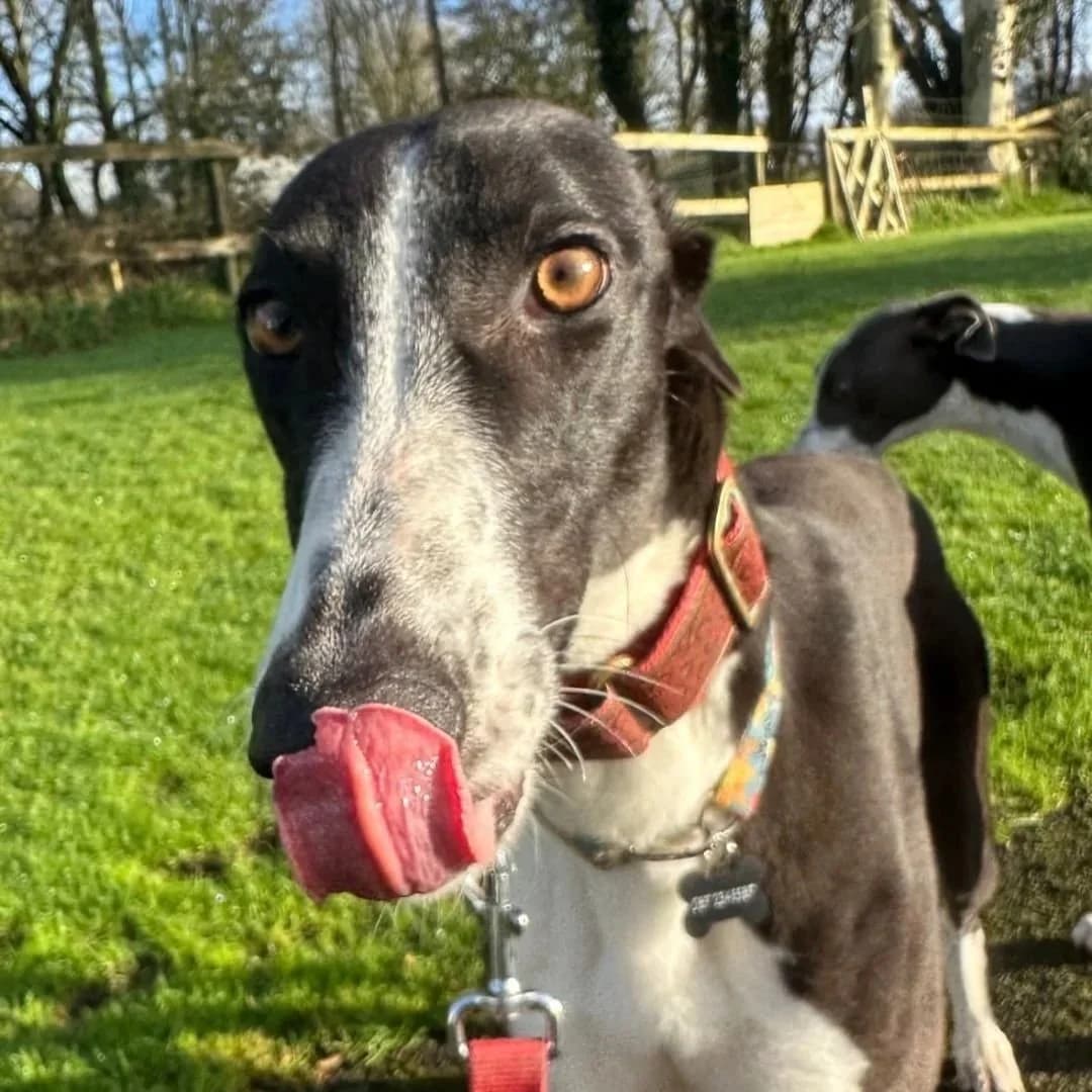 Agatha, female Greyhound for adoption at RIGHT - Rehoming Irish Greyhounds Team, Dublin