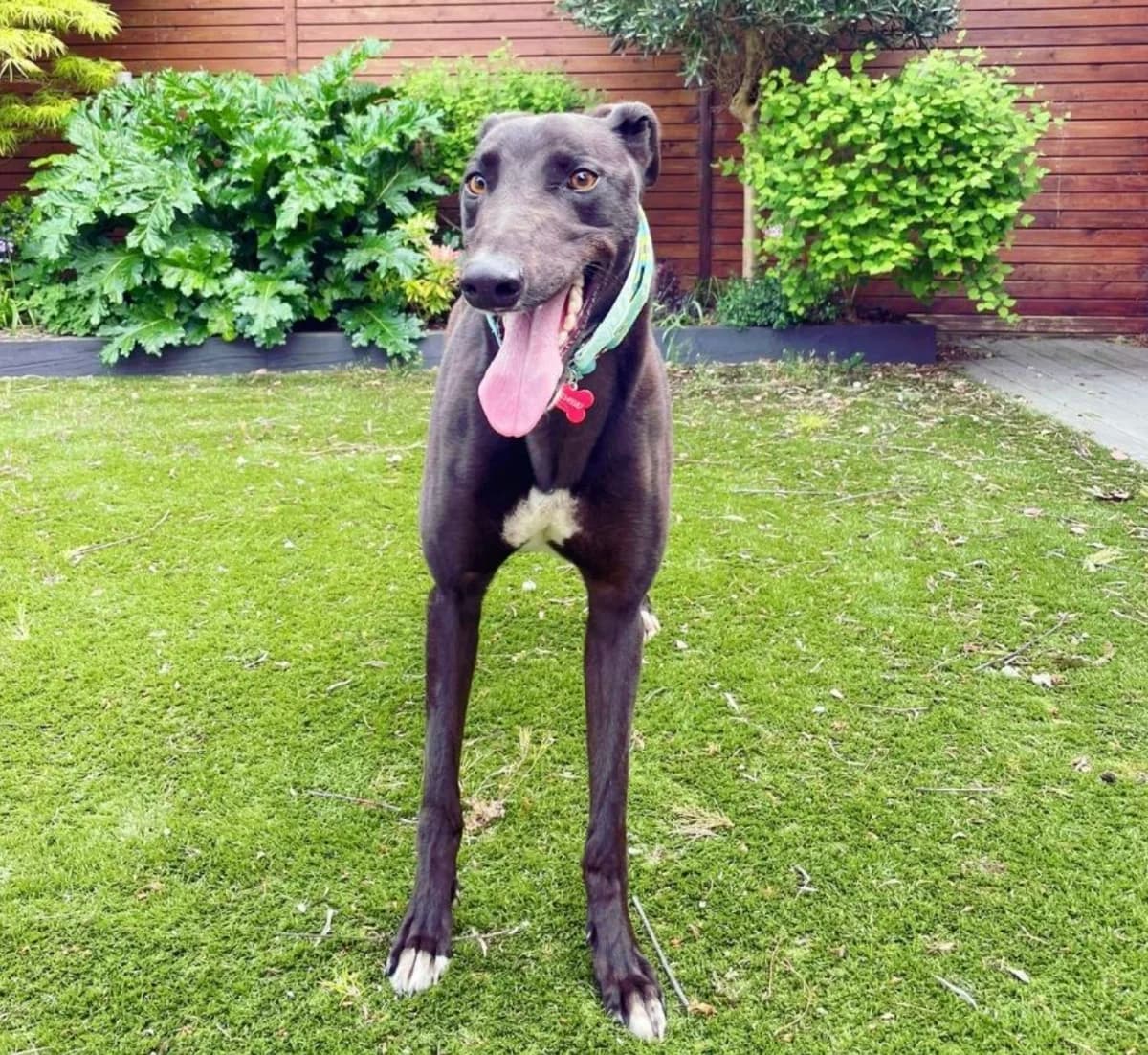 Billy, male 7yo Greyhound for adoption at RIGHT - Rehoming Irish Greyhounds Team, Dublin